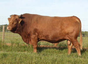 An Akaushi (ie "red cow") bull