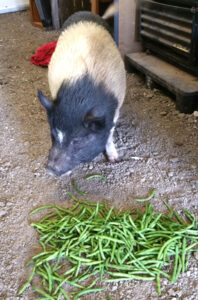 Mona's pig Lola, the namesake of Lola's Local Produce, enjoying some local produce